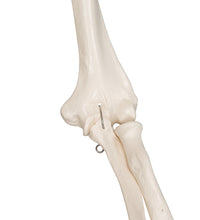 Human Skeleton Model Stan - 3B Smart Anatomy