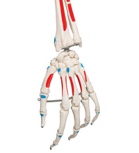 Human Skeleton Model Max with Painted Muscle Origins & Inserts - 3B Smart Anatomy