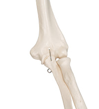 Human Skeleton Model Leo with Ligaments - 3B Smart Anatomy