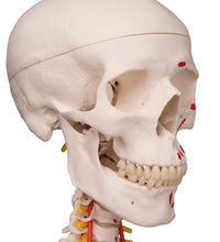 Human Skeleton Model Sam on Hanging Stand with Muscle & Ligaments - 3B Smart Anatomy