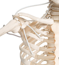 Functional & Physiological Human Skeleton Model Frank on Hanging Stand - 3B Smart Anatomy