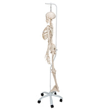 Physiological Human Skeleton Model Phil on Hanging Stand - 3B Smart Anatomy