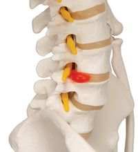 Flexible Human Skeleton Model Fred - 3B Smart Anatomy