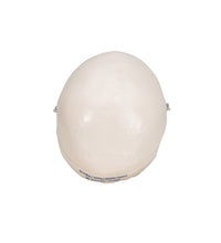 Mini Human Skull Model, 3-part (Skullcap, Base of Skull, Mandible) - 3B Smart Anatomy