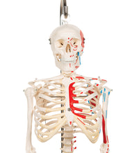 Mini Human Skeleton Shorty with Painted Muscles on Hanging Stand, Half Natural Size - 3B Smart Anatomy