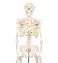 Mini Human Skeleton Model Shorty, Half Natural Size - 3B Smart Anatomy