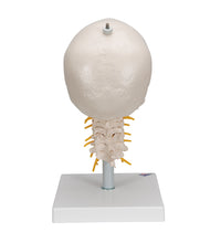 Human Skull Model on Cervical Spine, 4 part - 3B Smart Anatomy