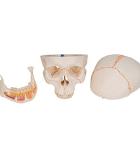 Classic Human Skull Model with Opened Lower Jaw, 3 part - 3B Smart Anatomy