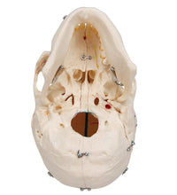 Deluxe Human Demonstration Dental Skull Model, 10 part - 3B Smart Anatomy