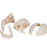 BONElike Human Bony Skull Model, 6 part - 3B Smart Anatomy