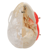BONElike Human Skull Model, Half Transparent & Half Bony, 8 part - 3B Smart Anatomy