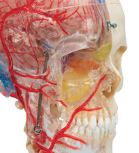 BONElike Human Skull Model, Half Transparent & Half Bony, Complete with Brain & Vertebrae - 3B Smart Anatomy