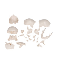 Beauchene Adult Human Skull Model, Bone Colored Version, 22 part - 3B Smart Anatomy