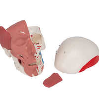 Human Skull with Facial Muscles - 3B Smart Anatomy