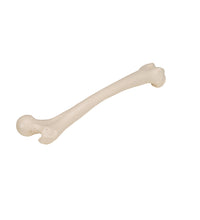 Human Femur - 3B Smart Anatomy