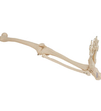Human Skeleton of Leg with Foot, Wire Mounted - 3B Smart Anatomy