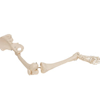 Human Leg Skeleton Model with Hip Bone - 3B Smart Anatomy