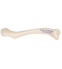 Human Clavicle Model - 3B Smart Anatomy