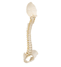 BONElike Child's Vertebral Column Model - 3B Smart Anatomy