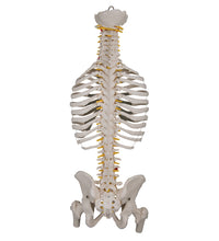 Classic Flexible Human Spine Model with Ribs & Femur Heads - 3B Smart Anatomy