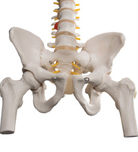 Classic Flexible Human Spine Model with Femur Heads - 3B Smart Anatomy
