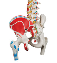 Classic Human Flexible Spine Model with Femur Heads & Painted Muscles - 3B Smart Anatomy