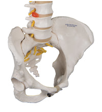 Classic Flexible Human Spine Model with Female Pelvis - 3B Smart Anatomy