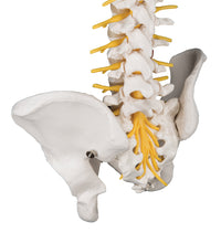 Deluxe Flexible Human Spine Model with Sacral Opening - 3B Smart Anatomy