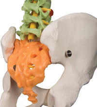 Didactic Flexible Human Spine Model - 3B Smart Anatomy