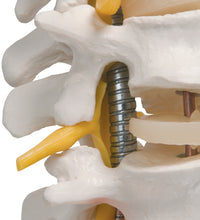 Highly Flexible Human Spine Model, Mounted on a Flexible Core - 3B Smart Anatomy