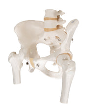 Human Pelvis Skeleton Model, Female with Movable Femur Heads - 3B Smart Anatomy