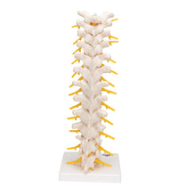 Thoracic Human Spinal Column Model - 3B Smart Anatomy