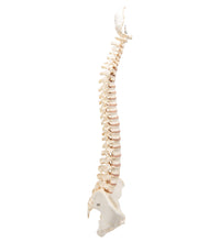 BONElike Human Vertebral Column Model - 3B Smart Anatomy