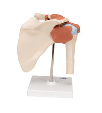 Deluxe Functional Human Shoulder Joint, Physiological Movable - 3B Smart Anatomy