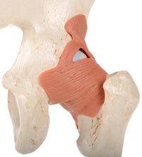 Functional Human Hip Joint Model with Ligaments  & Marked Cartilage - 3B Smart Anatomy
