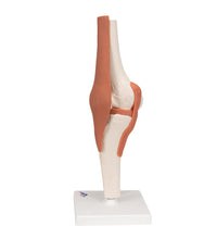 Functional Human Knee Joint Model with Ligaments - 3B Smart Anatomy
