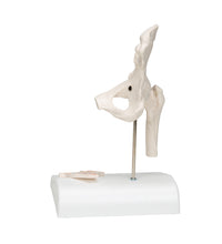 Mini Human Hip Joint Model with Cross Section - 3B Smart Anatomy