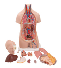 Classic Unisex Human Torso Model, 12 part - 3B Smart Anatomy