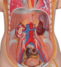 Classic Unisex Human Torso Model, 16 part - 3B Smart Anatomy