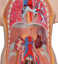 Classic Unisex Human Torso Model, 14 part - 3B Smart Anatomy