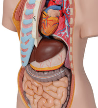 Classic Unisex Human Torso Model with Open Back, 21 part - 3B Smart Anatomy