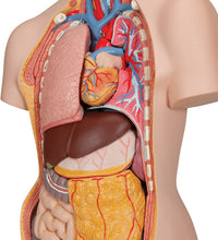 Classic Unisex Human Torso Model with Opened Neck and Back, 18 part - 3B Smart Anatomy