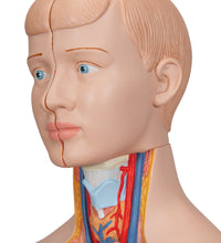 Mini Human Torso Model, 12 part - 3B Smart Anatomy