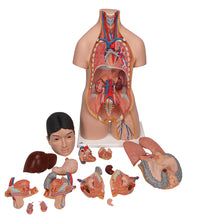 Deluxe Asian Dual Sex Human Torso Model, 18 part - 3B Smart Anatomy