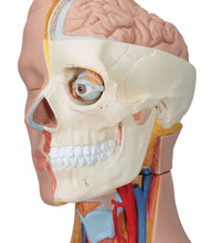 Deluxe Dual Sex Human Torso Model, 20 part - 3B Smart Anatomy