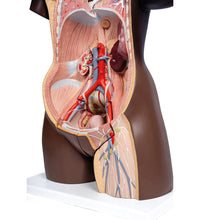 Deluxe Dual Sex Torso Model, 24 part, dark skin - 3B Smart Anatomy
