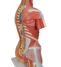 Deluxe Dual Sex Human Muscle Torso Model, 31 part - 3B Smart Anatomy