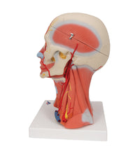 Head and Neck Musculature Model, 5 part - 3B Smart Anatomy