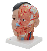 Asian Deluxe Head Model with Neck, 4 part - 3B Smart Anatomy