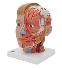 Human Head Model with Neck, 4 part - 3B Smart Anatomy